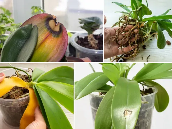 storczyk z objawami przenawożenia