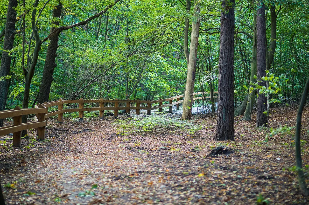 Ścieżka w lesie, otoczona drewnianym płotem, prowadzi przez rezerwat przyrody Kępa Redłowska. Liście pokrywają ziemię.