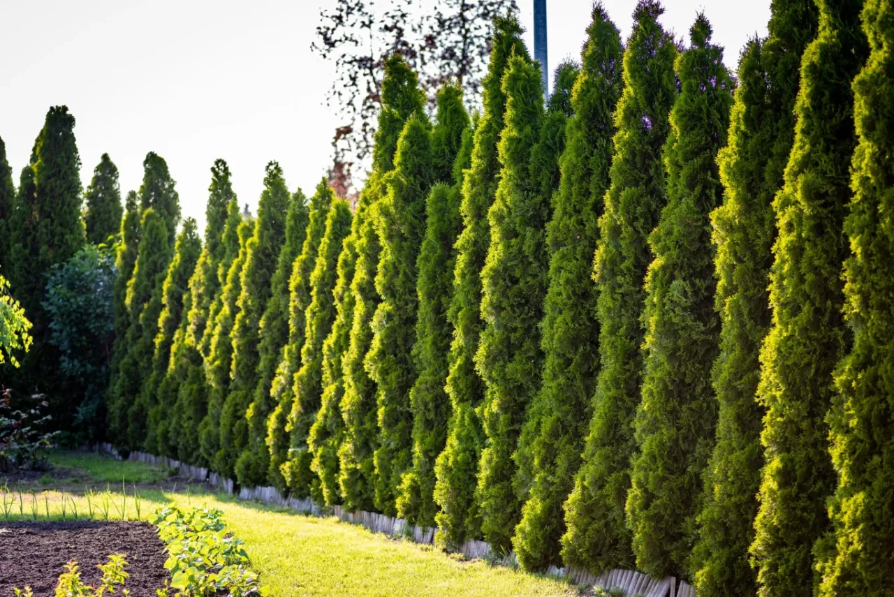 ogrodnik przycina tuje sierpień