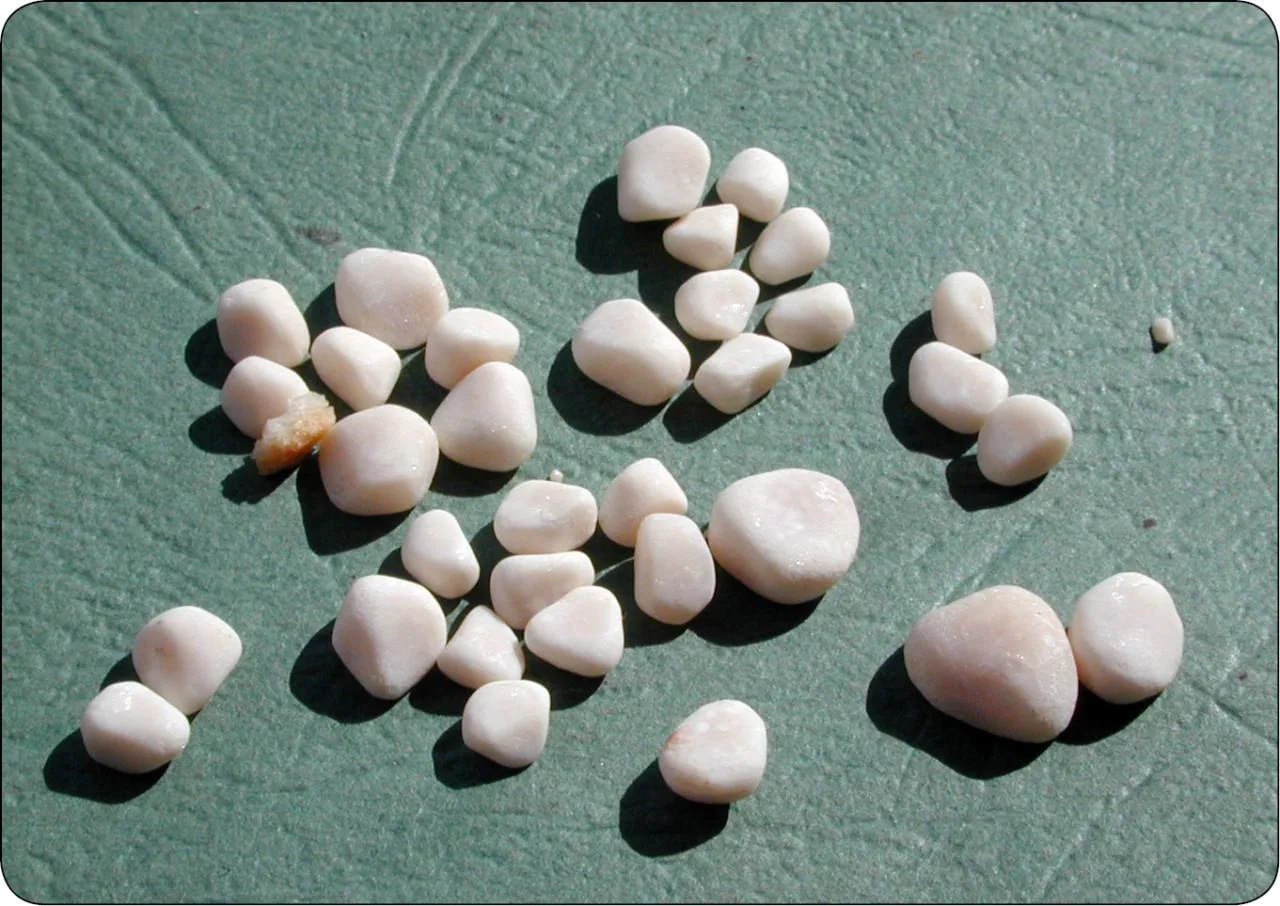 pies z kamieniami struwitowymi infografika