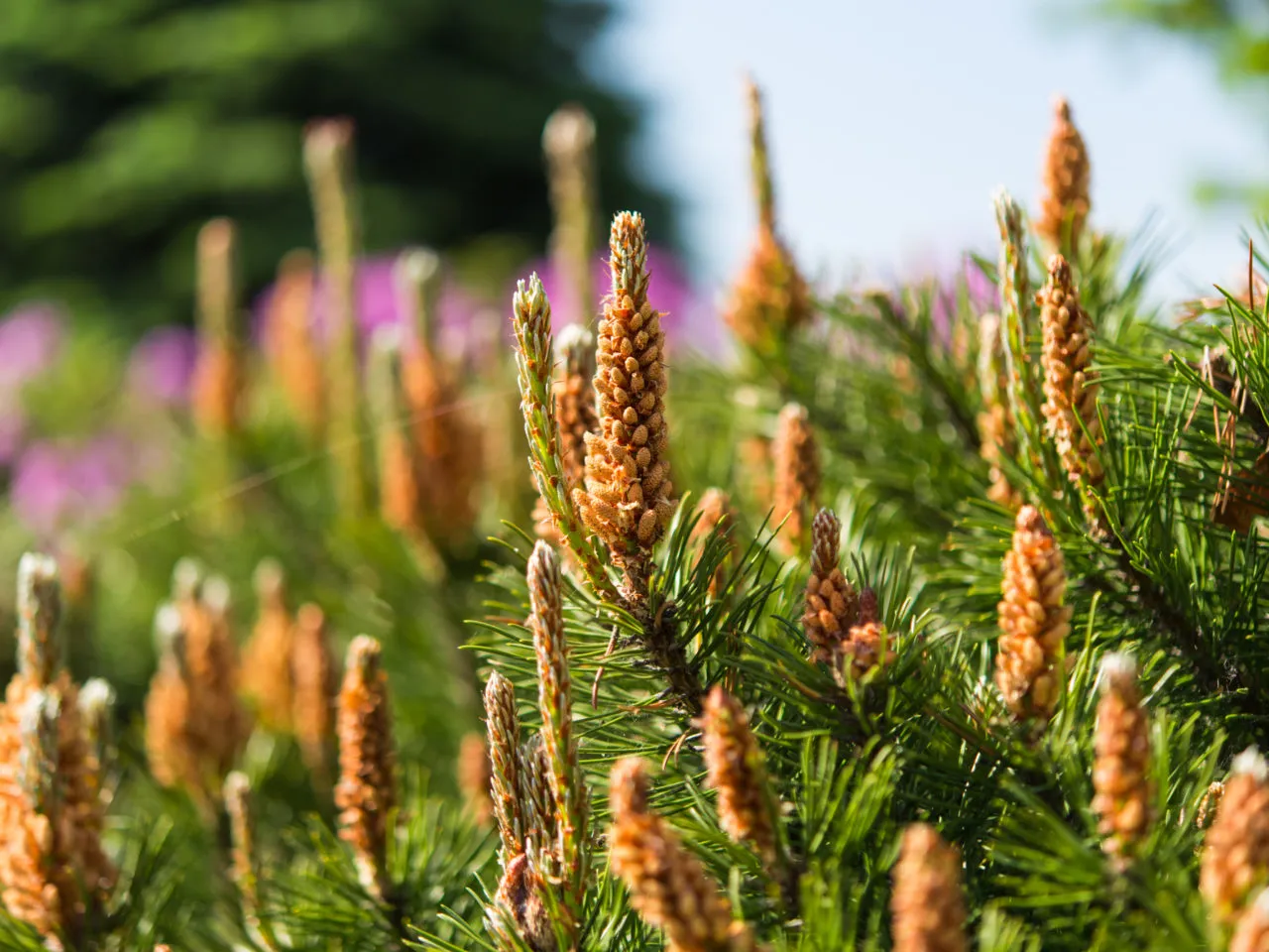 młode pędy sosny do nalewki