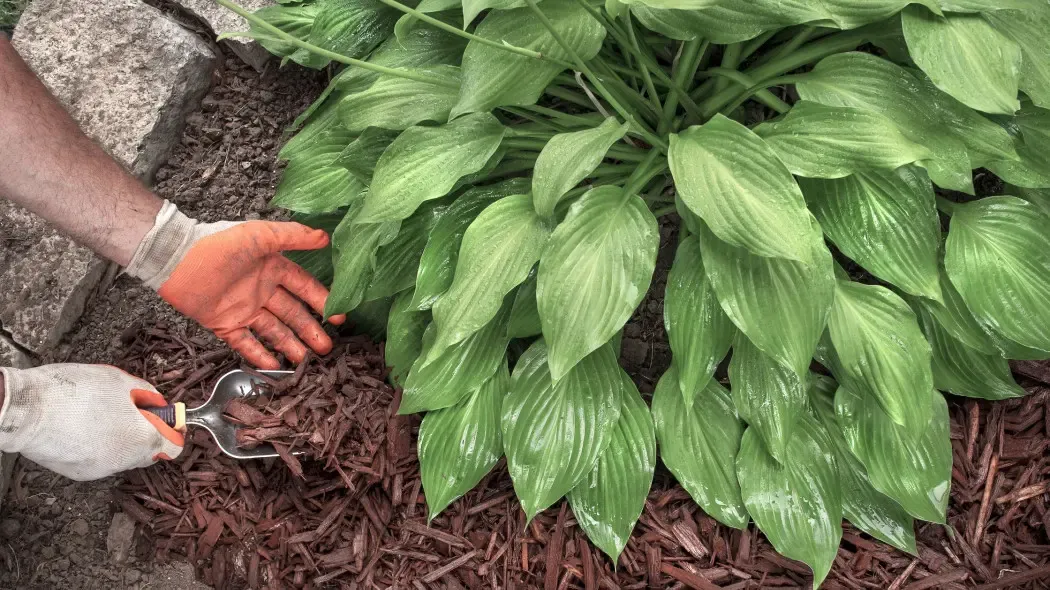 Sadzenie funkii krok po kroku