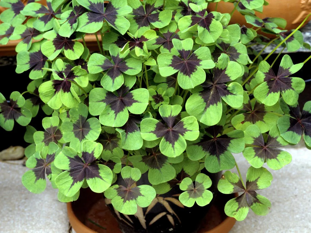 Szczawik rożkowaty vs koniczyna por&oacute;wnanie