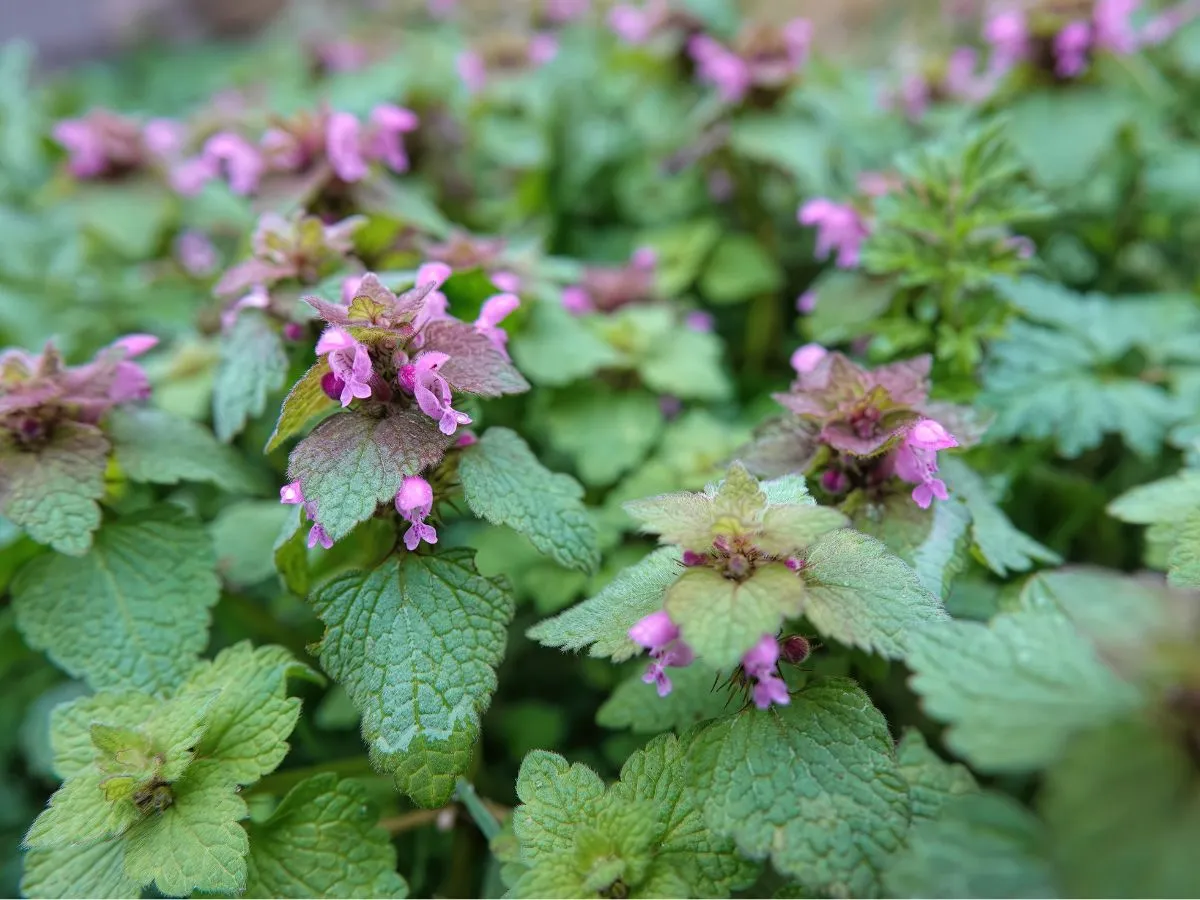 Identyfikacja chwastów jednoliściennych i dwuliściennych w zbożu