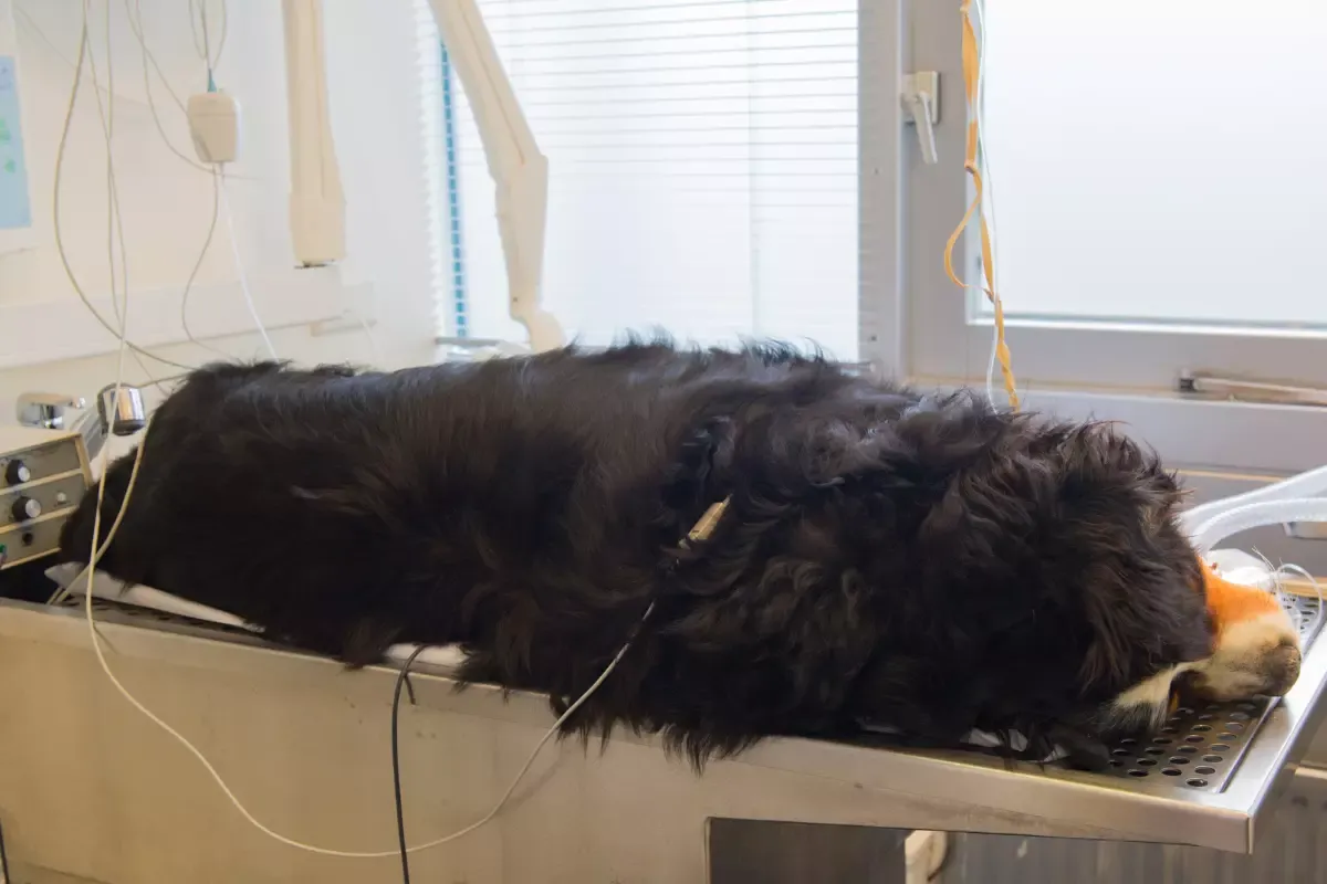 Pies z objawami skrętu żołądka, wzdęty brzuch, niepokój