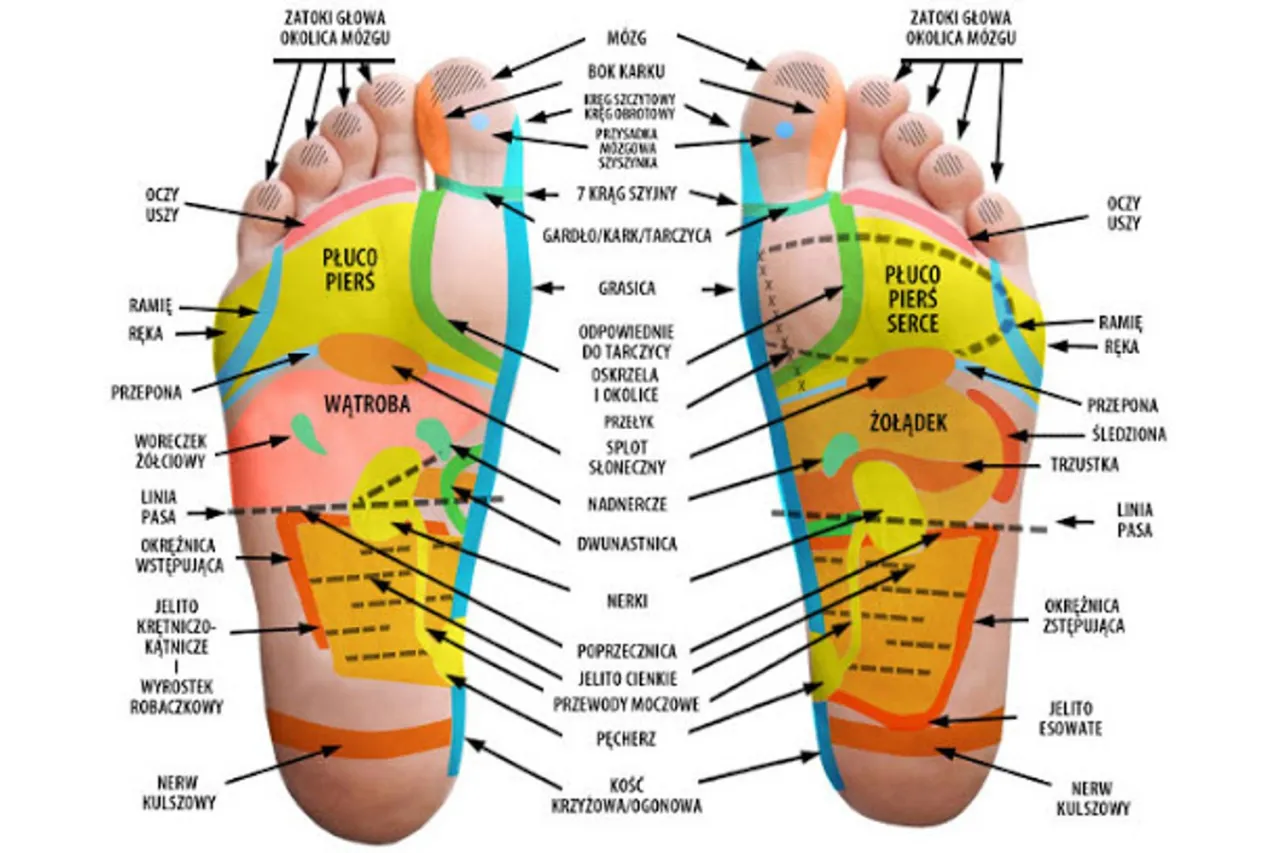 mapa refleksologiczna st&oacute;p punkty
