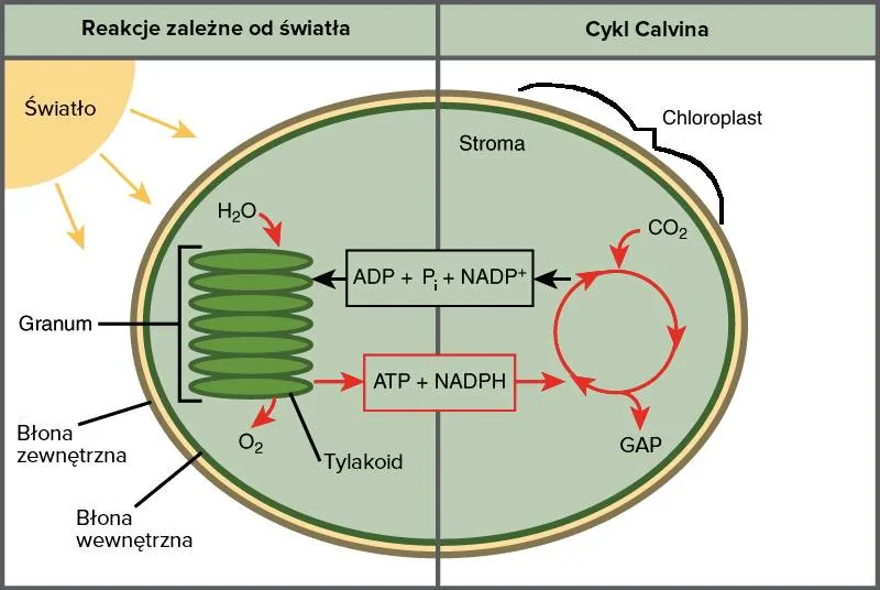 chloroplast schemat fotosynteza