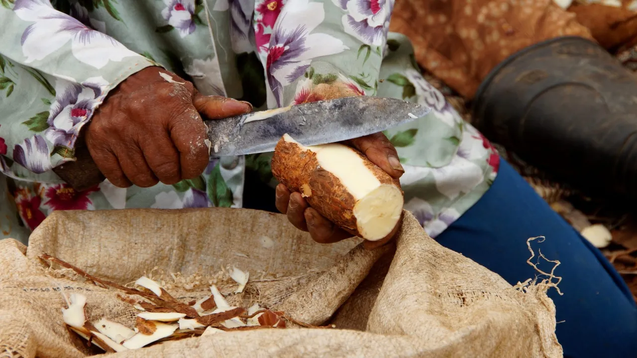 jak obierać maniok krok po kroku