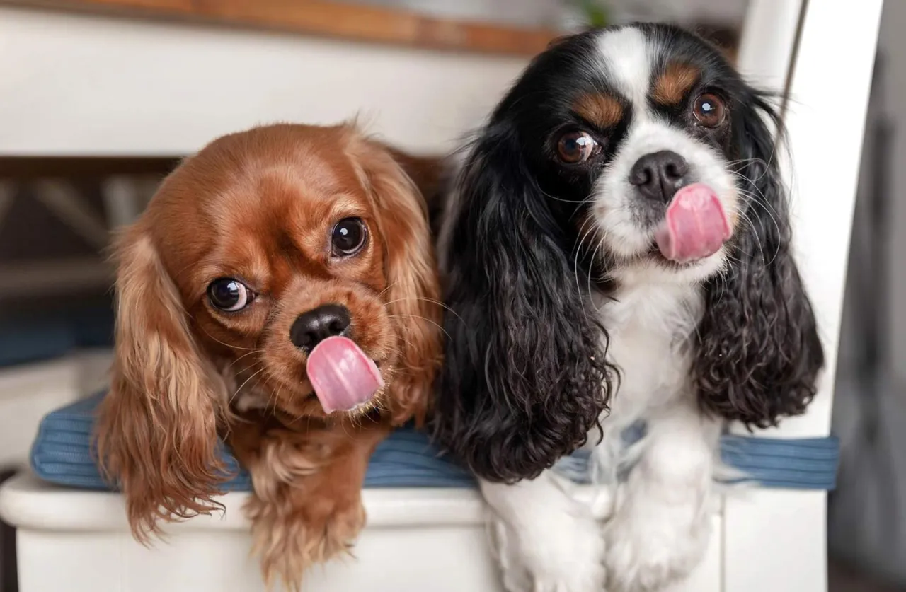 Ciche rasy ps&oacute;w do małego mieszkania