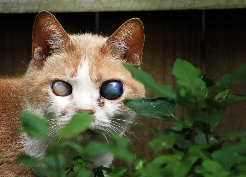 Zdjęcie Cómo se ven los ojos de un gato ciego y qué revelan sobre su salud