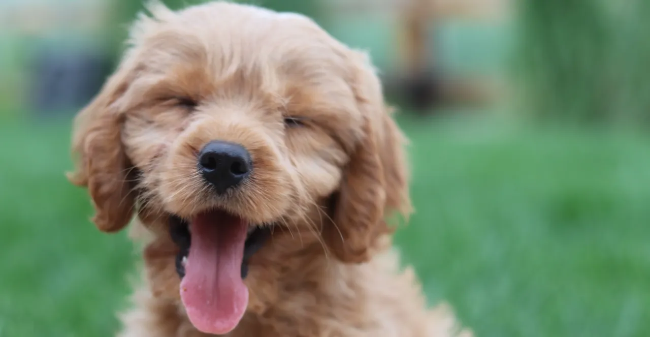 Spirulina alga i pies