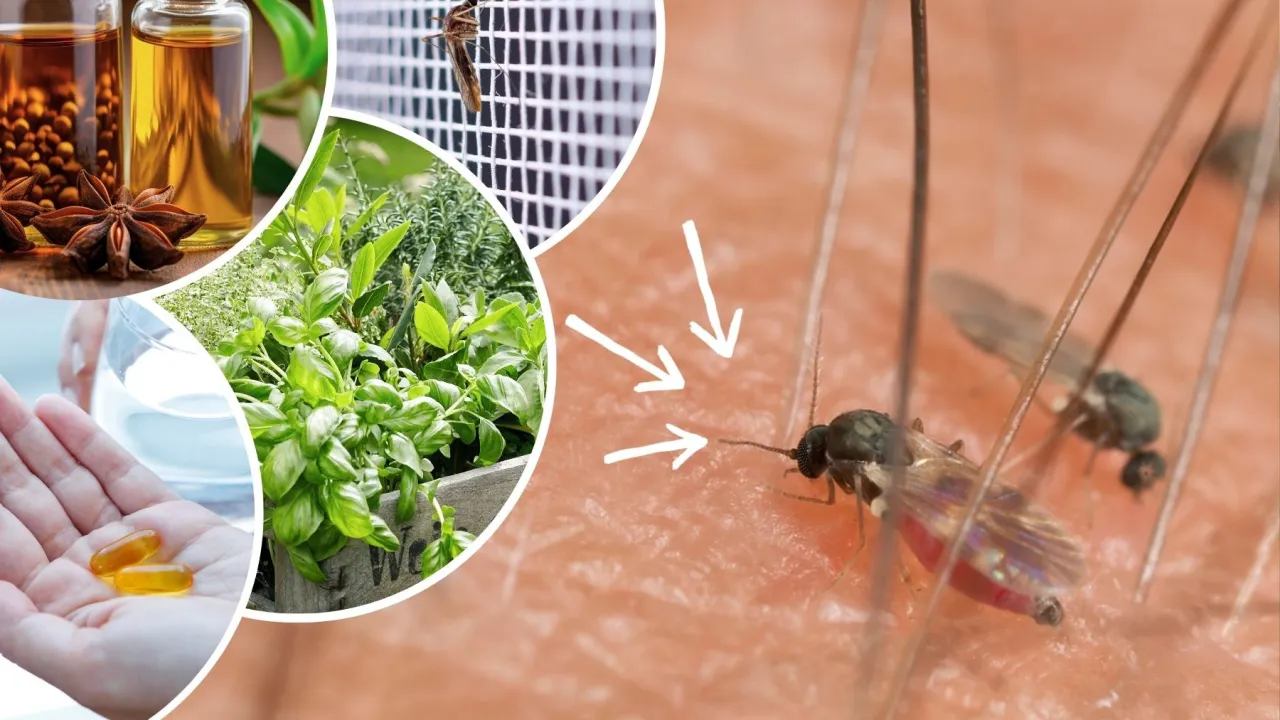 Meszki w ogrodzie problem