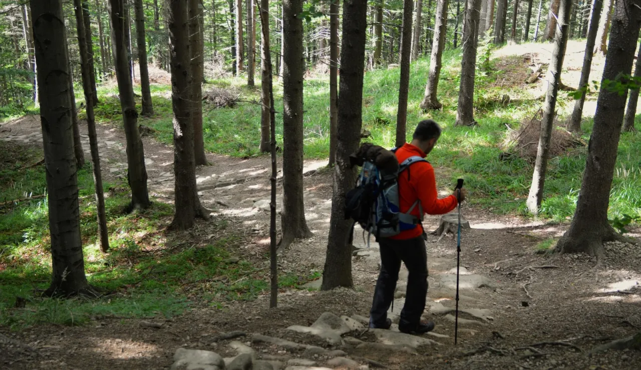 Mężczyzna z plecakiem i kijkami trekkingowymi idzie leśną ścieżką. Może zmierza do schroniska turystycznego.