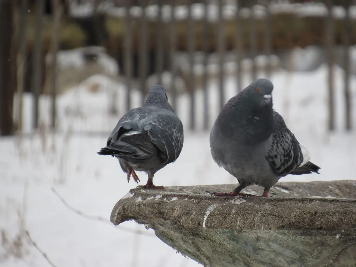 Dwa gołębie miejskie na kamiennym postumencie. Czy dzikie gołębie odlatują na zimę?