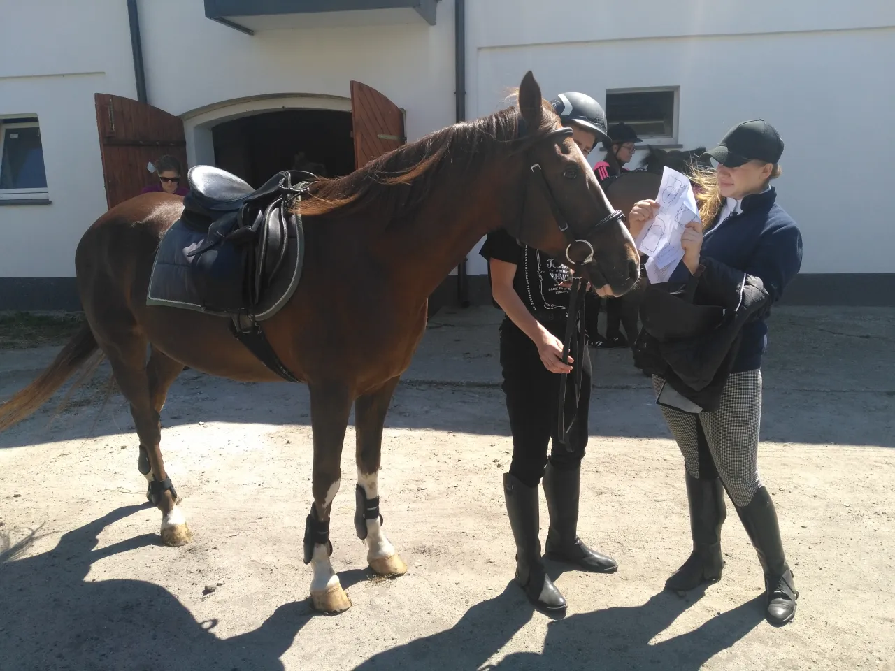 Technik hodowca koni w pracy