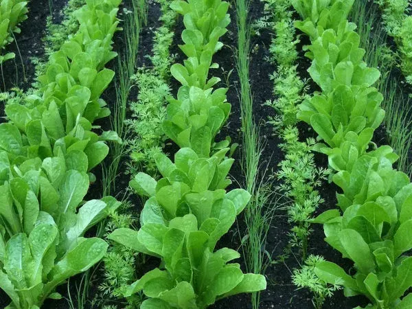 koper w ogrodzie warzywnym uprawa współrzędna