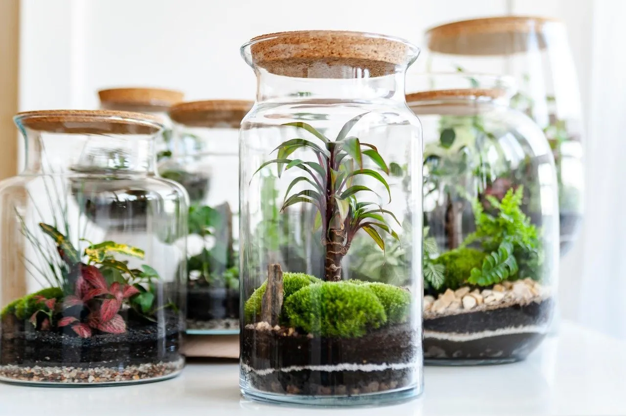 warstwy terrarium roślinnego przekr&oacute;j