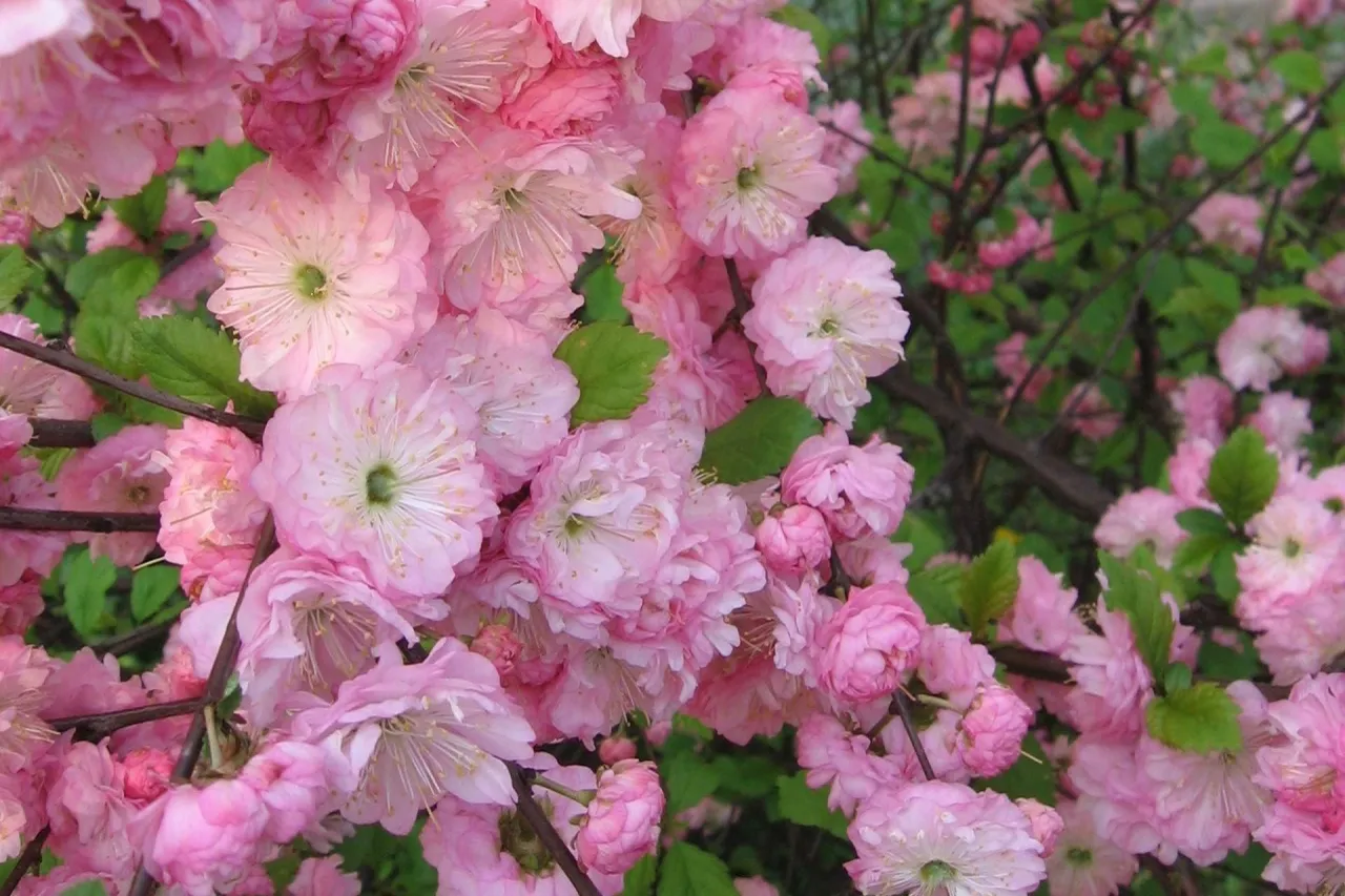Migdałek na pniu przed i po cięciu