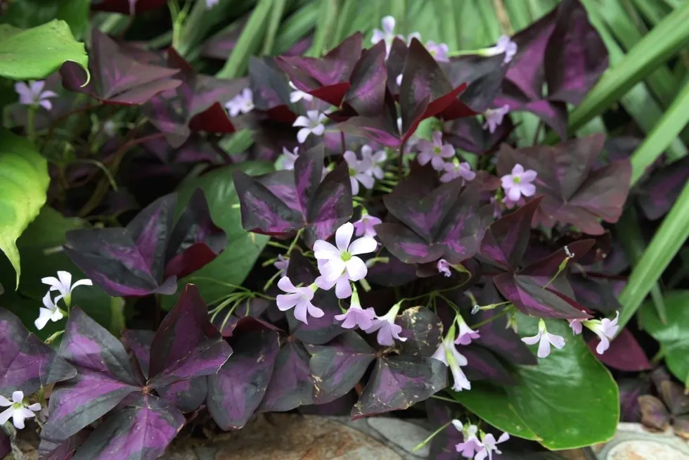 r&oacute;żnice koniczyna szczawik liście kwiaty por&oacute;wnanie