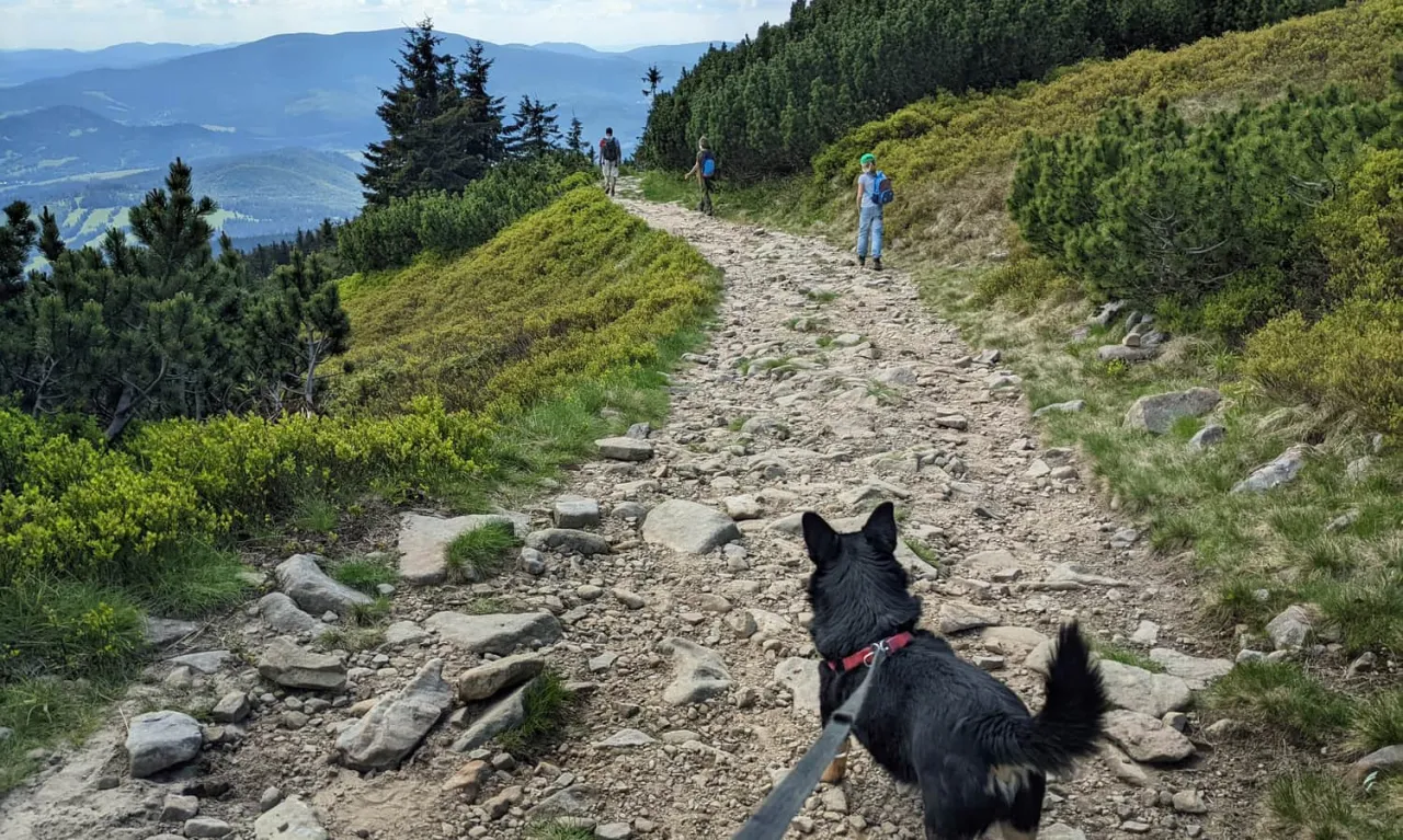 Babia G&oacute;ra znak zakazu wejścia z psem