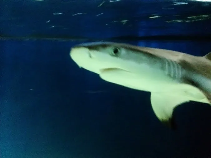 Zdjęcie Oceanarium Ustka – Fascynujące gatunki ryb i niezapomniane wrażenia