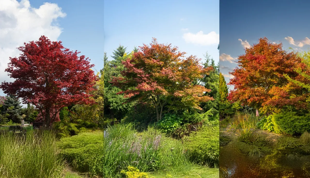 Klon palmowy i klon pospolity por&oacute;wnanie