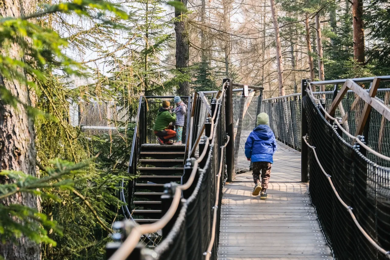 Leśne Molo Stary Sącz, ścieżka w koronach drzew