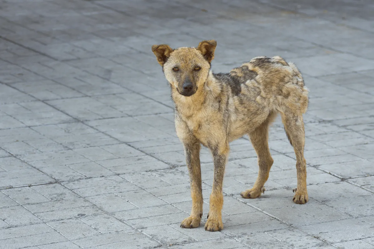 Pies z grzybicą sk&oacute;ry charakterystyczne zmiany