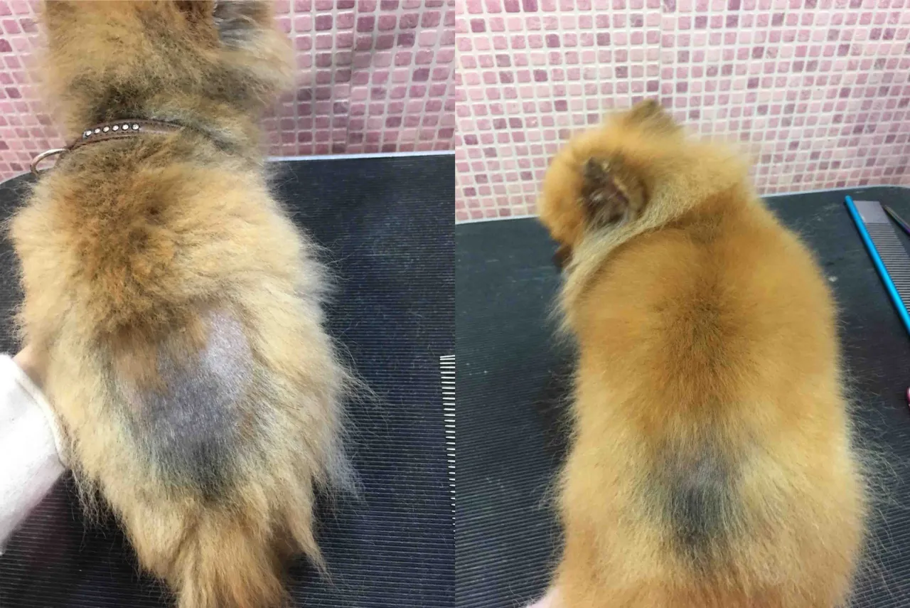 Leczenie Alopecia X pomeranian