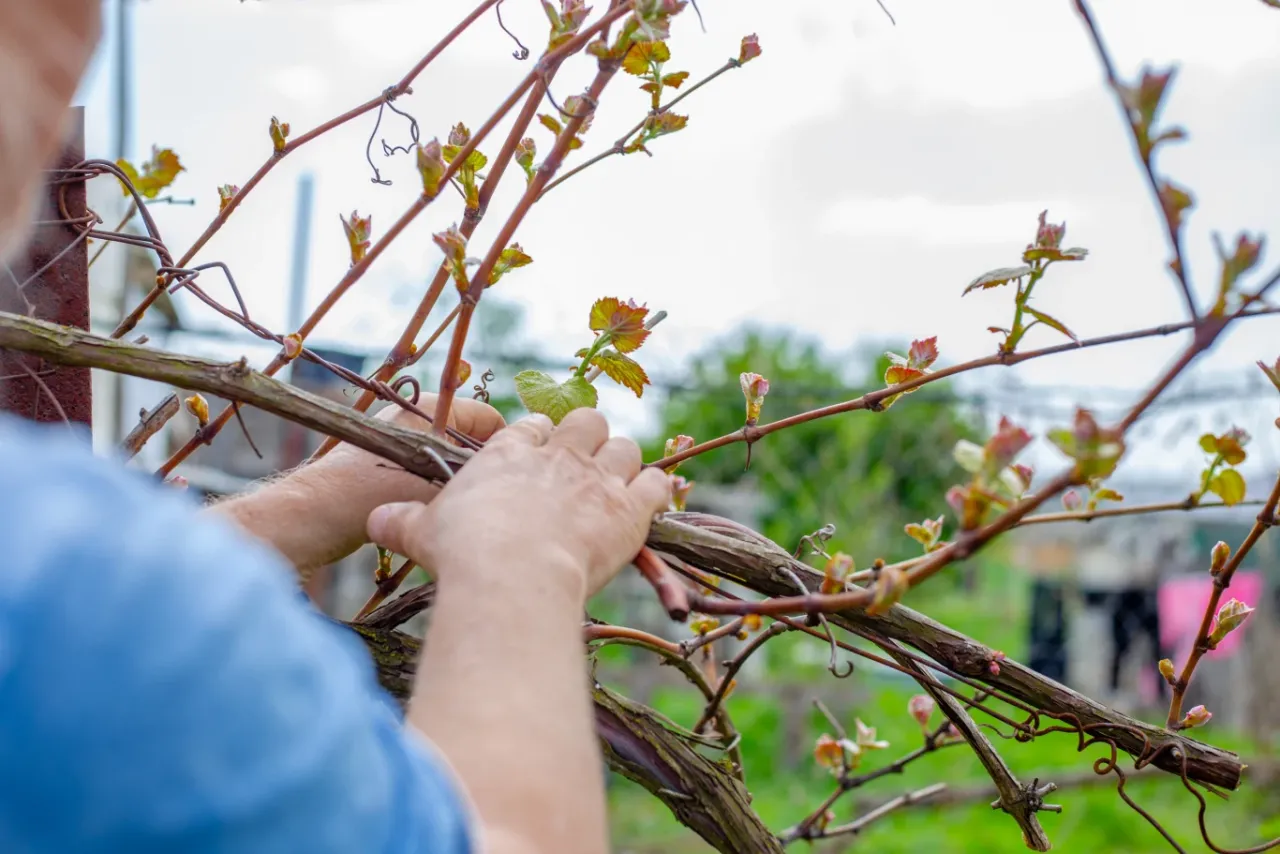 Przycinanie młodej winorośli schemat