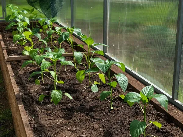 sadzenie papryki do gruntu