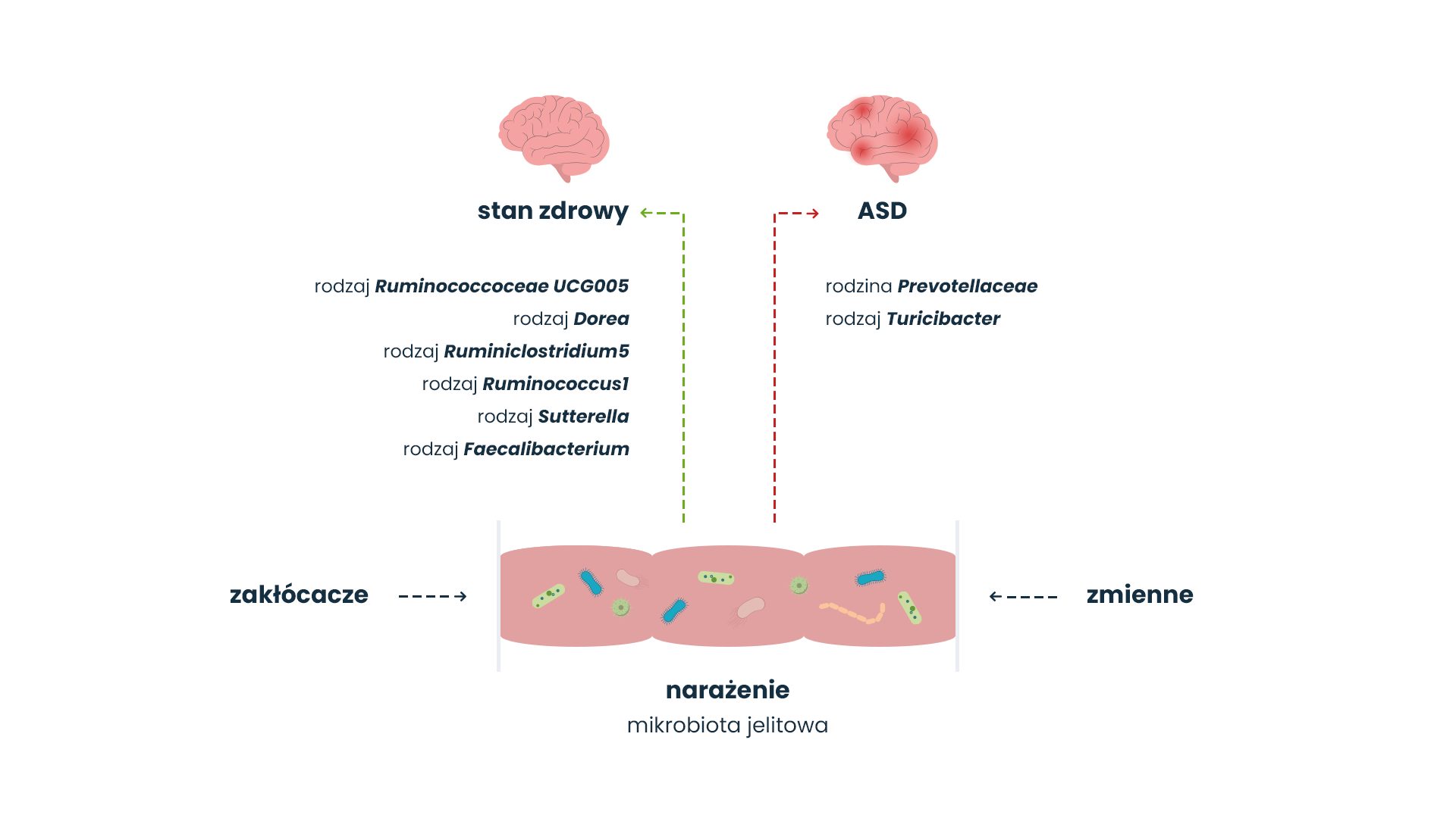 genetyczne podłoże autyzmu schemat