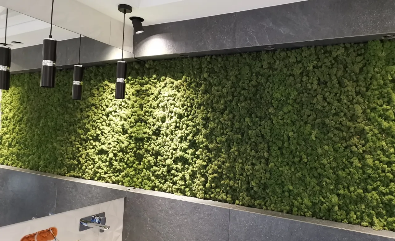 Chrobotek reniferowy na ścianie trwałość