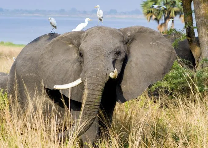 Safari w Parku Narodowym Kr&oacute;lowej Elżbiety Uganda