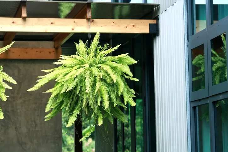 Zdjęcie Plantas que cuelgan exterior: las mejores opciones para embellecer tu espacio