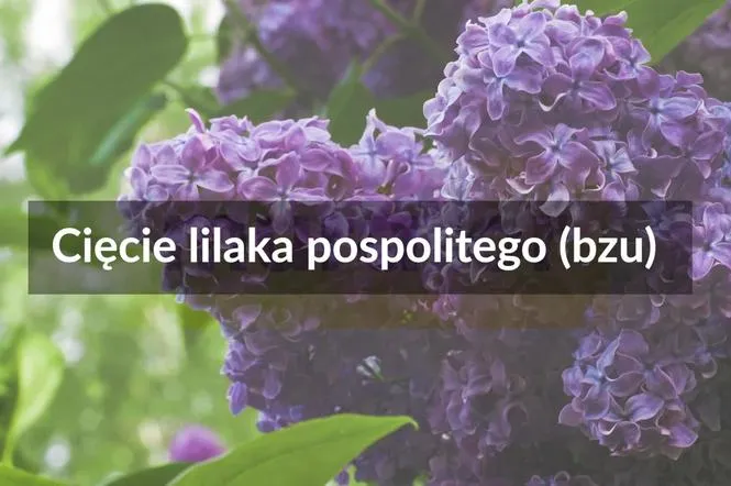 Zdjęcie Prawidłowe przycinanie lilaków: poradnik dla obfitego kwitnienia