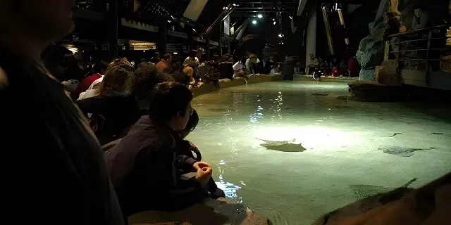 Zdjęcie Oceanarium w Genui: Fascynujące zwierzęta i praktyczne porady dla odwiedzających