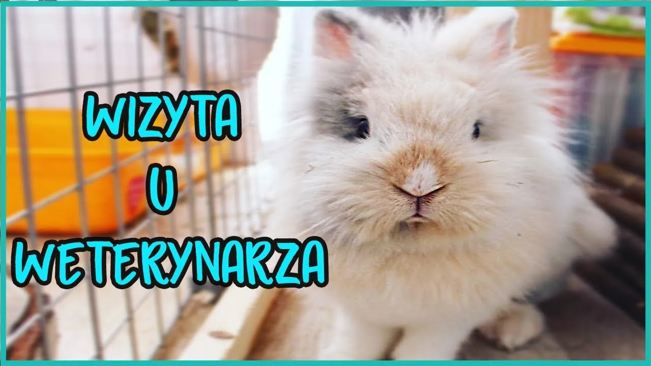 Zdjęcie Czy z królikiem trzeba chodzić do weterynarza? Oto ważne informacje