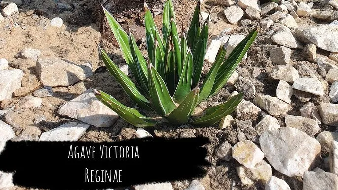 Zdjęcie Agawa z Meksyku krzyżówka - odkryj jej tajemnice i zastosowania