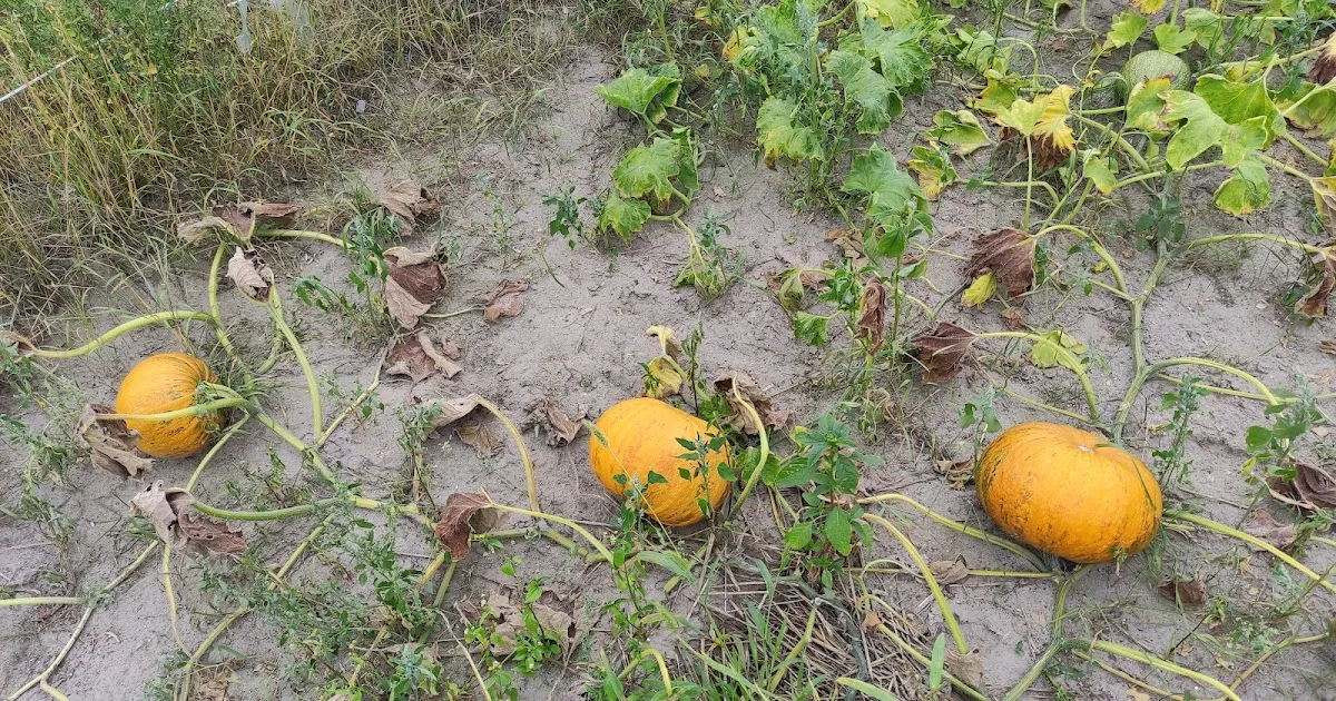 Zdjęcie Jak przycinać dynie? Poradnik dla ogrodników na każdy sezon upraw