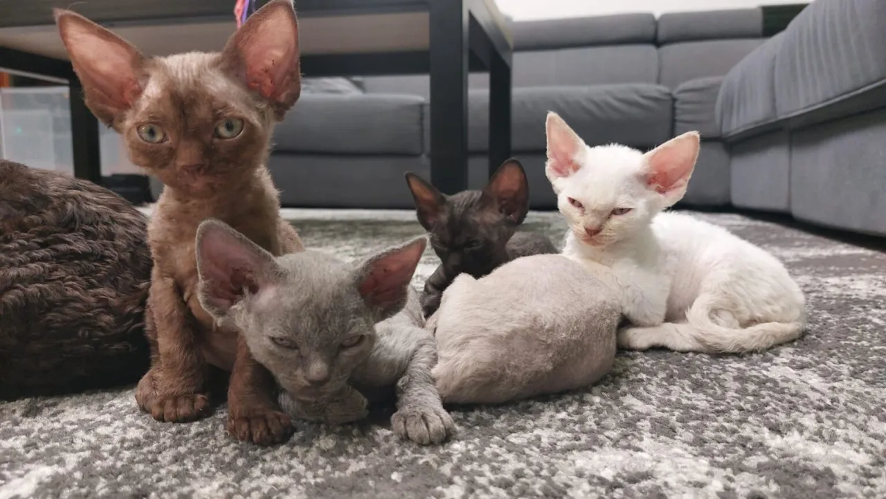 Zdjęcie Gdzie znaleźć devon rex za darmo? Adopcja i oferty w Lublinie