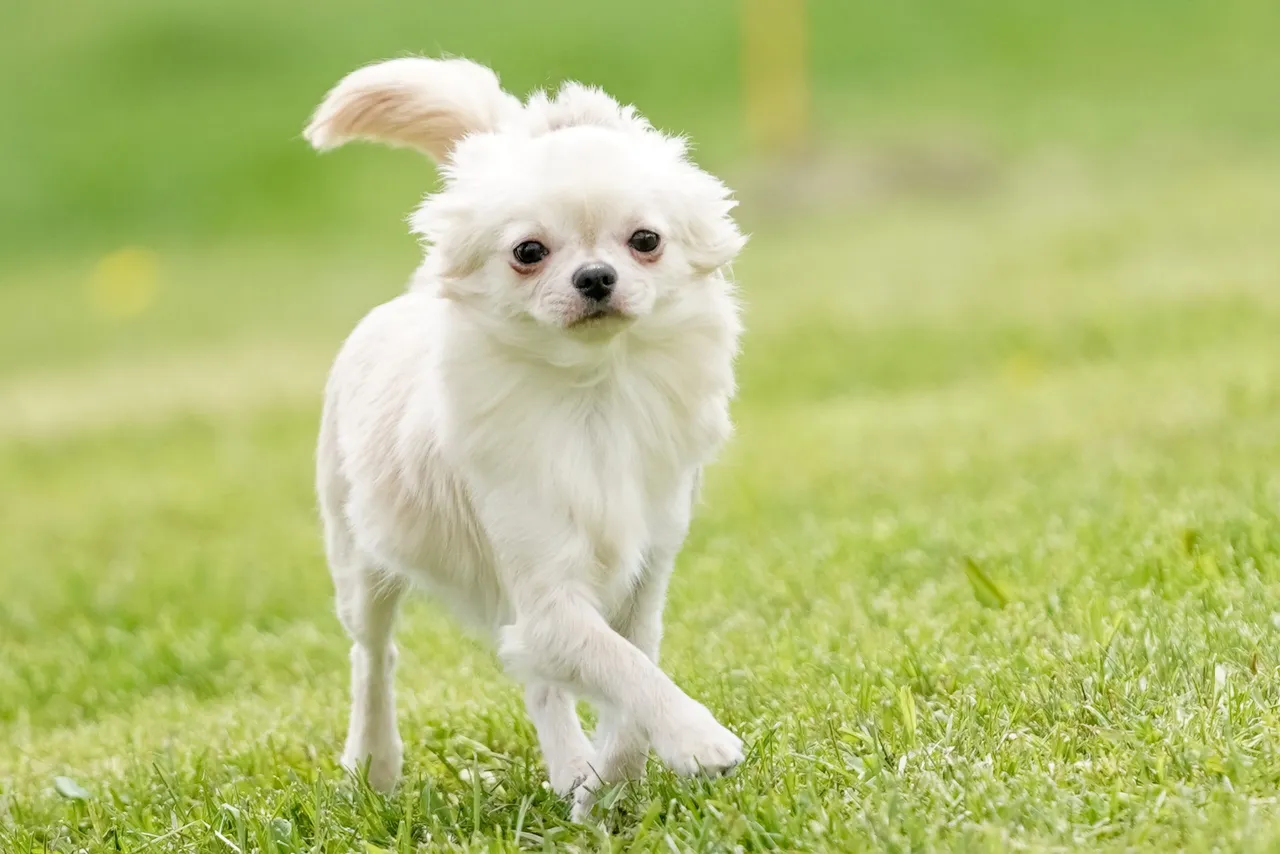 Zdjęcie Czy chihuahua uczula? Oto co musisz wiedzieć o alergiach