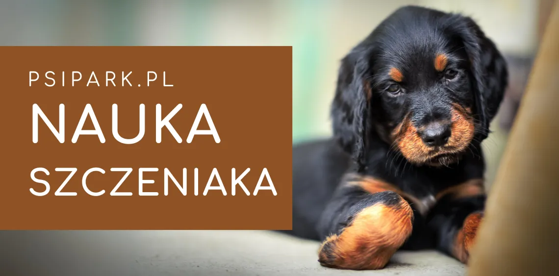 Zdjęcie Kiedy uczyć szczeniaka komend? Praktyczny przewodnik krok po kroku