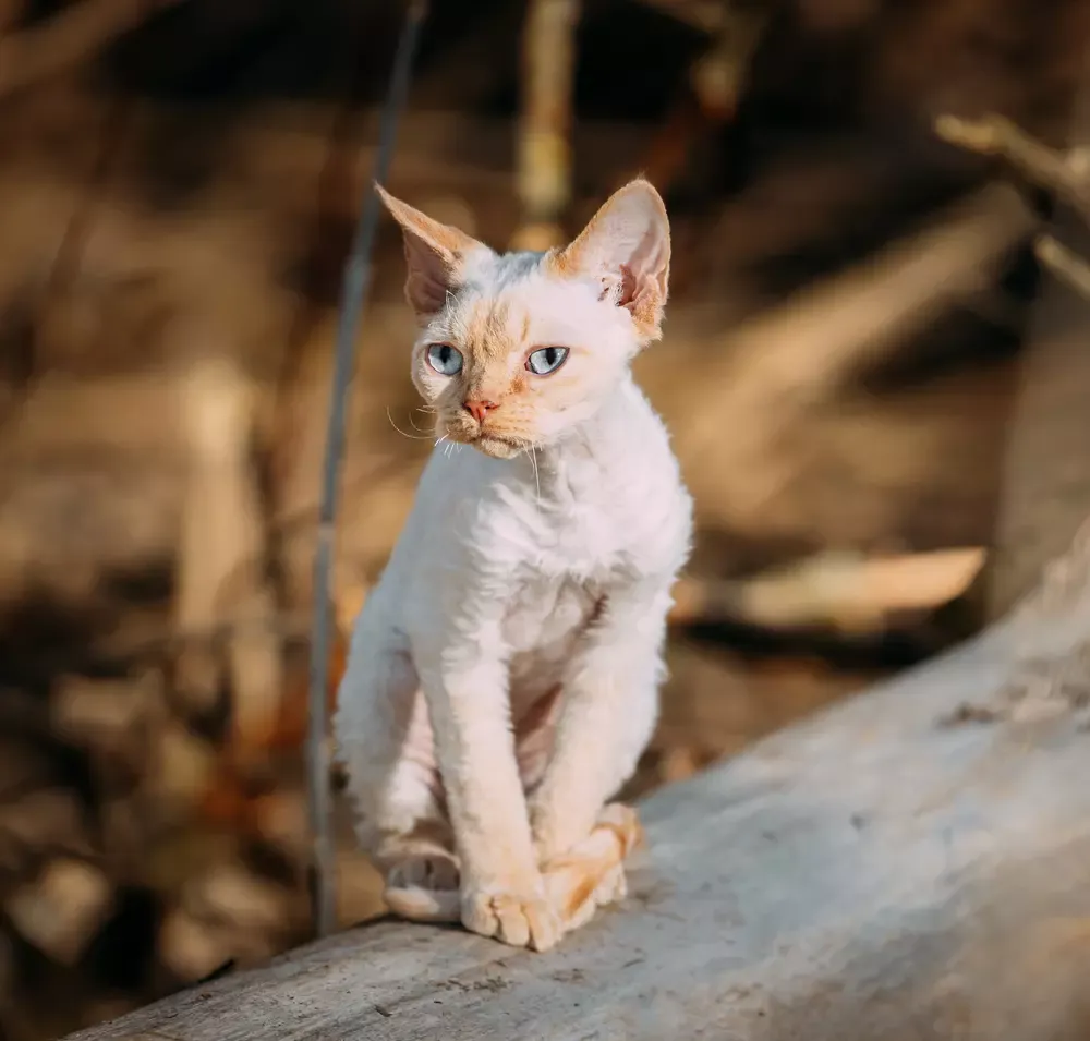 Zdjęcie Devon Rex cena bez rodowodu – ile naprawdę musisz zapłacić?