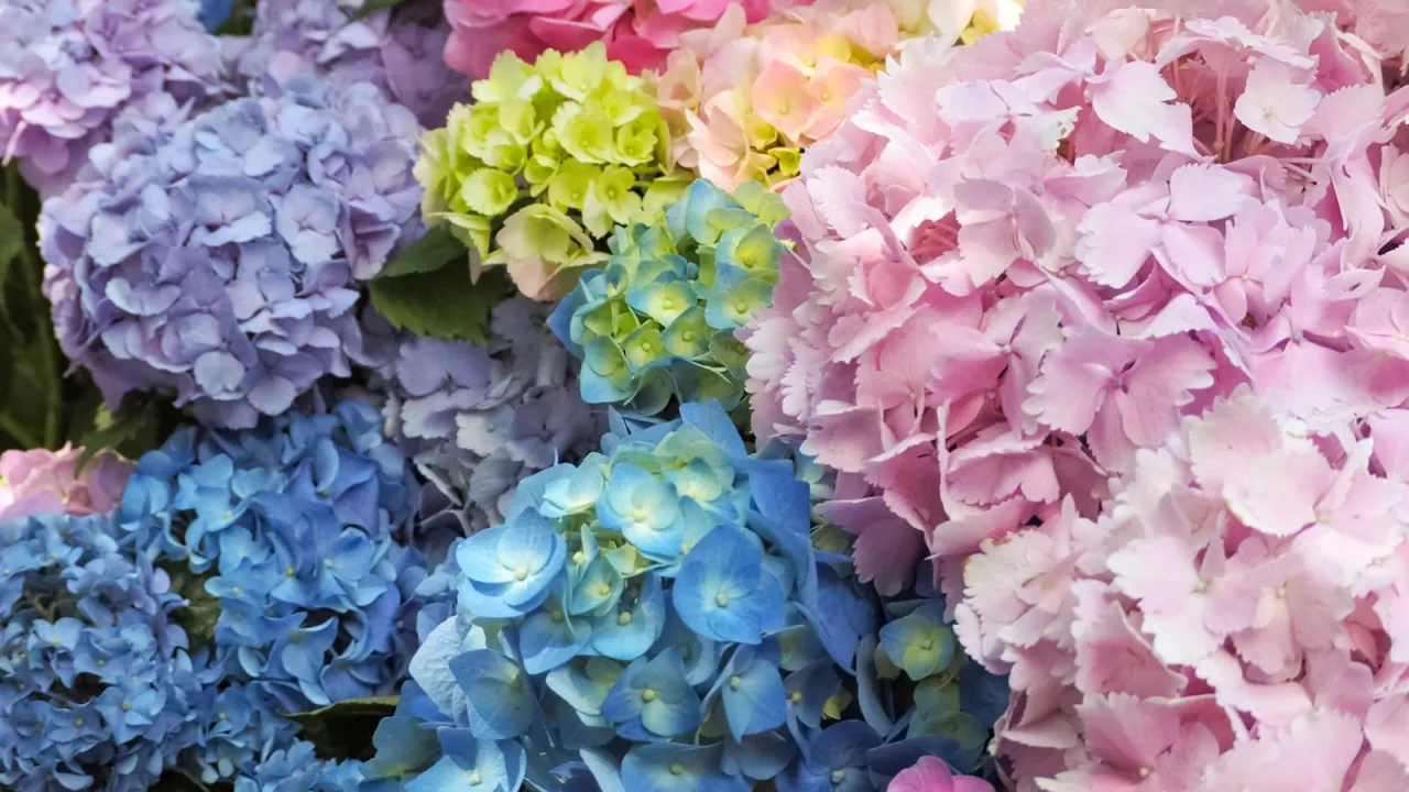 Zdjęcie Hortensja ogrodowa: jaka ziemia? Sekret niebieskich i r&oacute;żowych kwiat&oacute;w