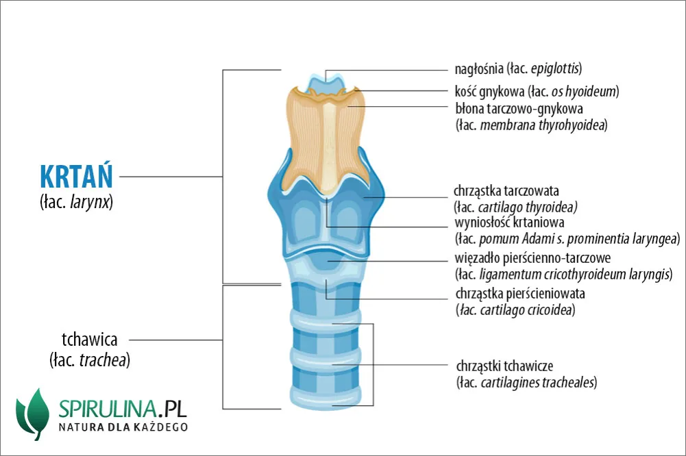 Zdjęcie Budowa i wygląd strun głosowych w ludzkiej krtani - poradnik anatomiczny