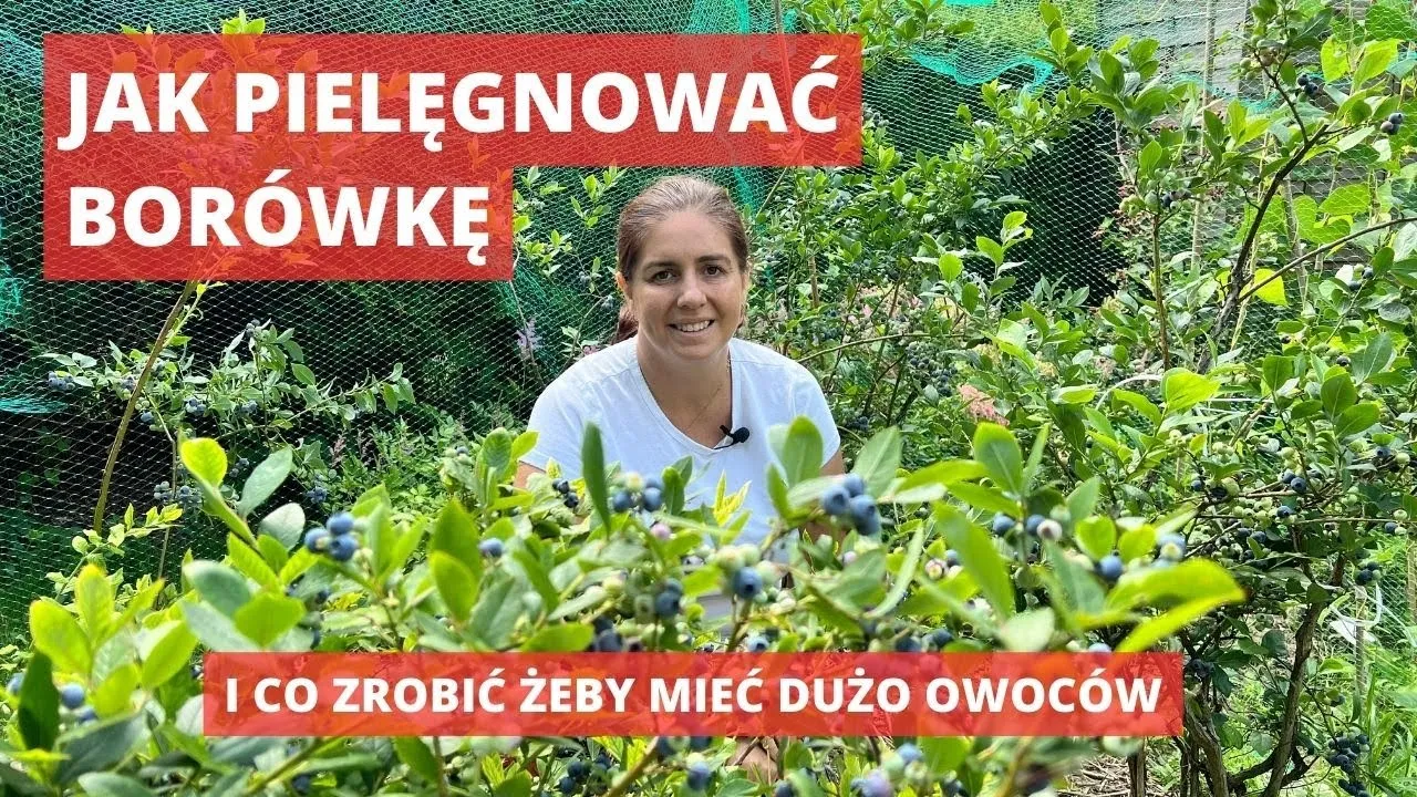 Zdjęcie Jak uprawiać borówkę: kluczowe techniki dla obfitych plonów