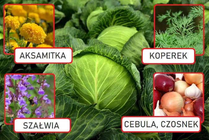 Zdjęcie Kapusta obok czego sadzić: najlepsze rośliny, które ją wspierają