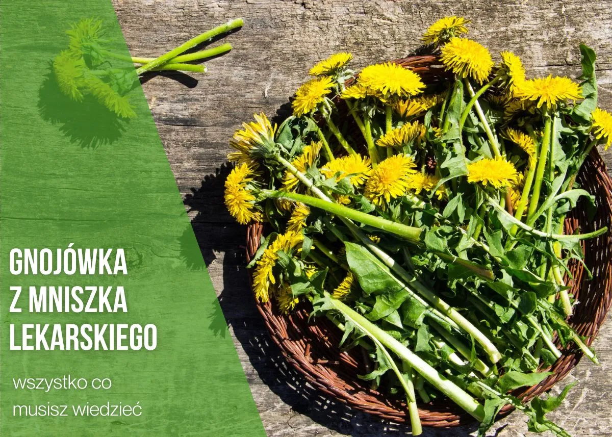Zdjęcie Jak zrobić nawóz z mniszka lekarskiego i uniknąć błędów w fermentacji