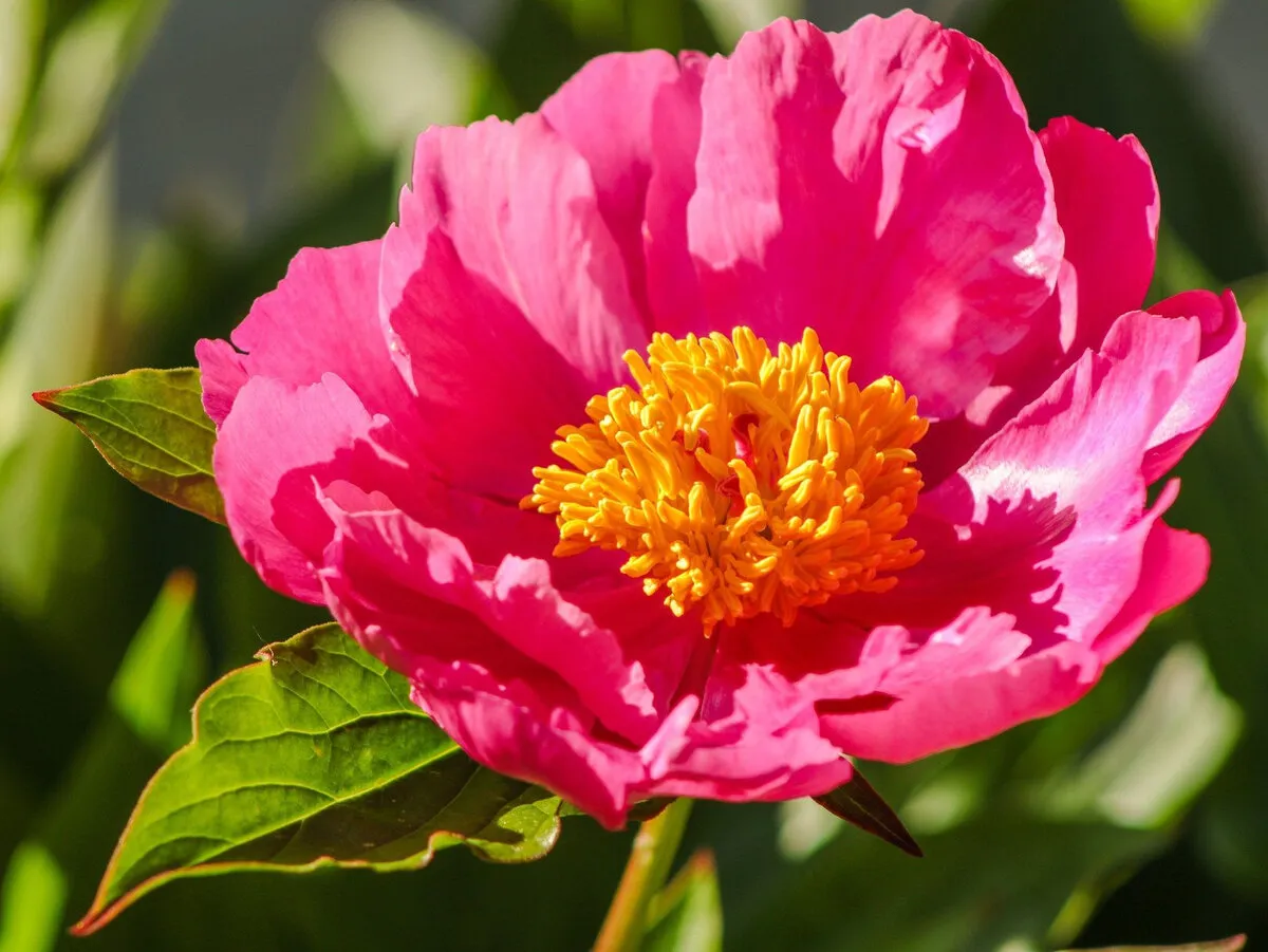 Zdjęcie Kiedy jest sezon na peonie? Sprawdź, kiedy najlepiej je kupić